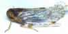 Cixius sp.